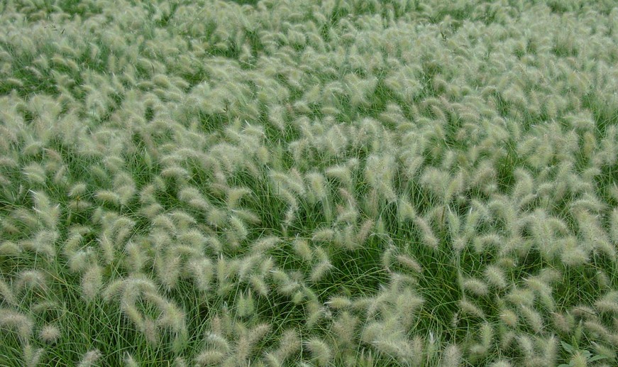 Pennisetum alopecuroides seed